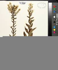 Solidago speciosa image