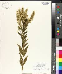 Solidago speciosa image