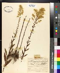 Solidago speciosa image