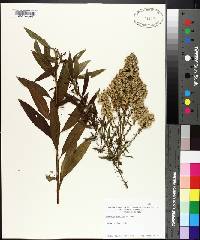 Solidago speciosa image