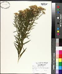 Solidago tenuifolia image