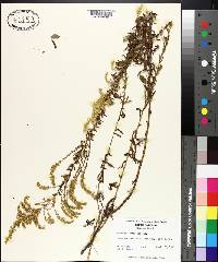 Solidago tortifolia image