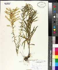 Solidago tortifolia image