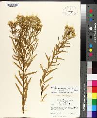 Solidago altissima subsp. altissima image