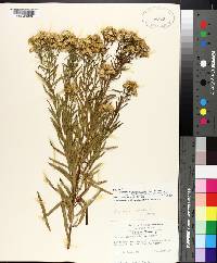 Solidago altissima subsp. altissima image