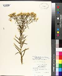 Solidago altissima subsp. altissima image