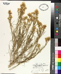 Ericameria nauseosa var. graveolens image