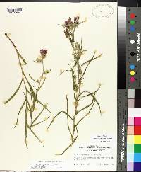 Liatris squarrosa image