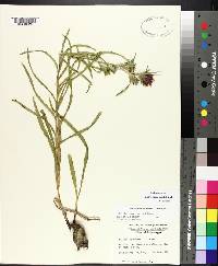 Liatris squarrosa image