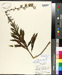 Liatris squarrulosa image