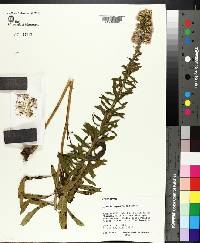 Liatris squarrulosa image