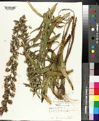 Liatris squarrosa image