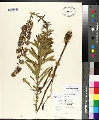 Liatris squarrulosa image