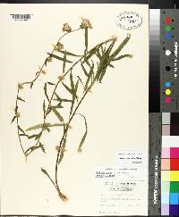 Liatris squarrulosa image