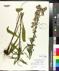 Liatris squarrulosa image