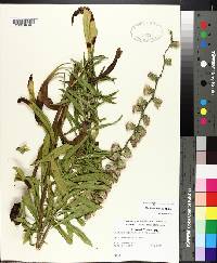 Liatris squarrulosa image