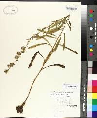 Liatris squarrulosa image