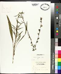 Liatris turgida image