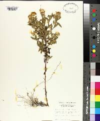 Chrysopsis pilosa image