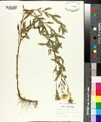 Chrysopsis pilosa image