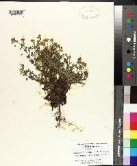 Chrysopsis pilosa image