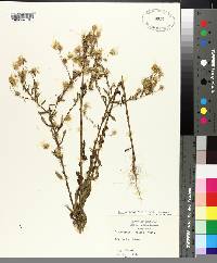 Chrysopsis pilosa image