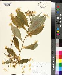 Aster acuminatus image