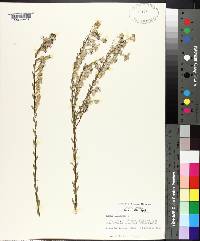 Aster concolor image