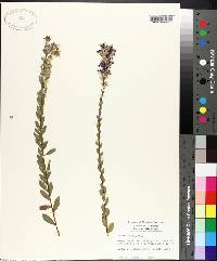 Aster concolor image
