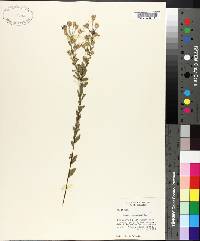 Aster concolor image