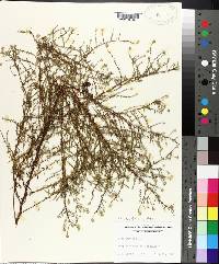 Symphyotrichum dumosum image