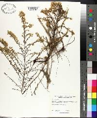 Symphyotrichum ericoides image