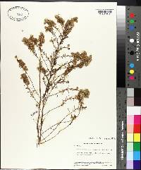 Symphyotrichum ericoides image