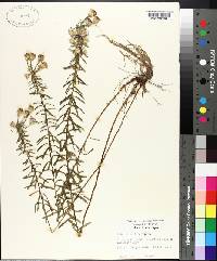 Ionactis linariifolia image