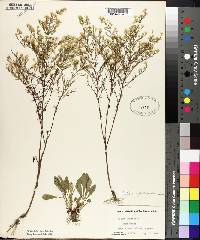 Aster parviceps image