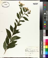 Sericocarpus asteroides image