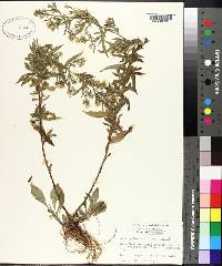 Symphyotrichum pilosum var. pilosum image