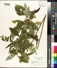 Aster pubentior image