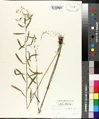 Aster solidagineus image