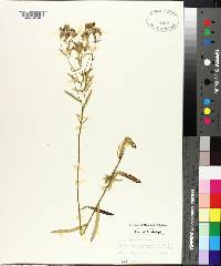 Aster solidagineus image