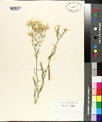 Aster solidagineus image