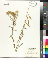 Aster solidagineus image