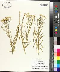 Aster solidagineus image