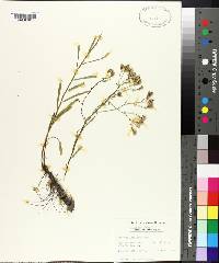 Aster solidagineus image