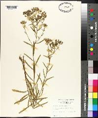 Aster solidagineus image