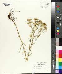 Aster solidagineus image