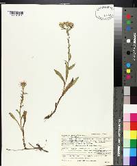 Aster surculosus image