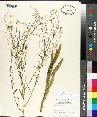 Boltonia diffusa image