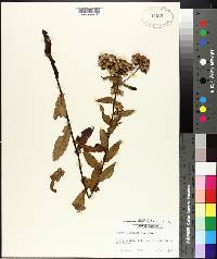 Pluchea foetida image