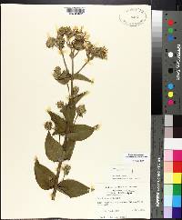 Silphium integrifolium image